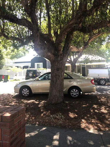 Parking For Rent - Great Shaded Car Parking Space On Verge Under Tree Cover